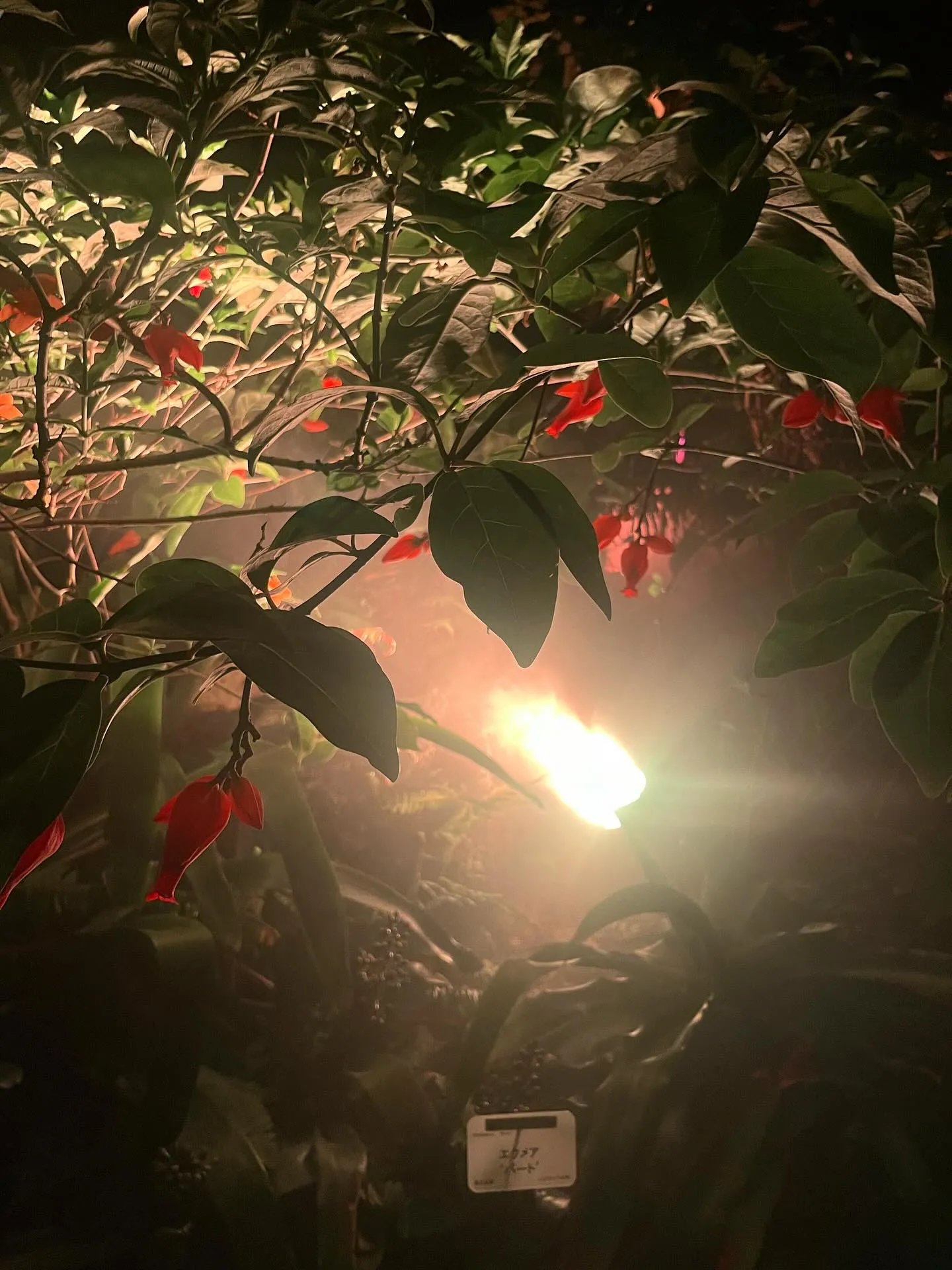 こんにちは❕寺庄整骨院のスタッフです🙇🏻‍♀️‪‪