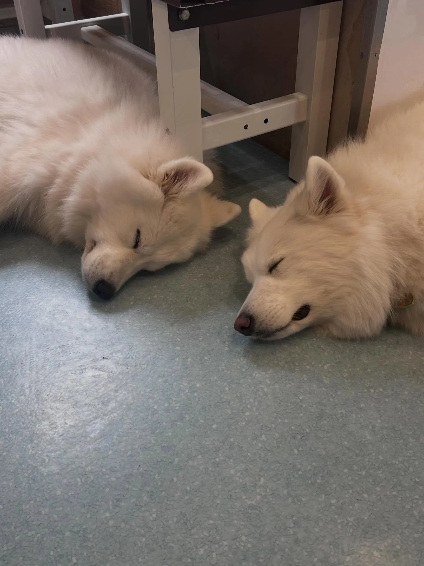 こんにちは！寺庄整骨院のスタッフです！