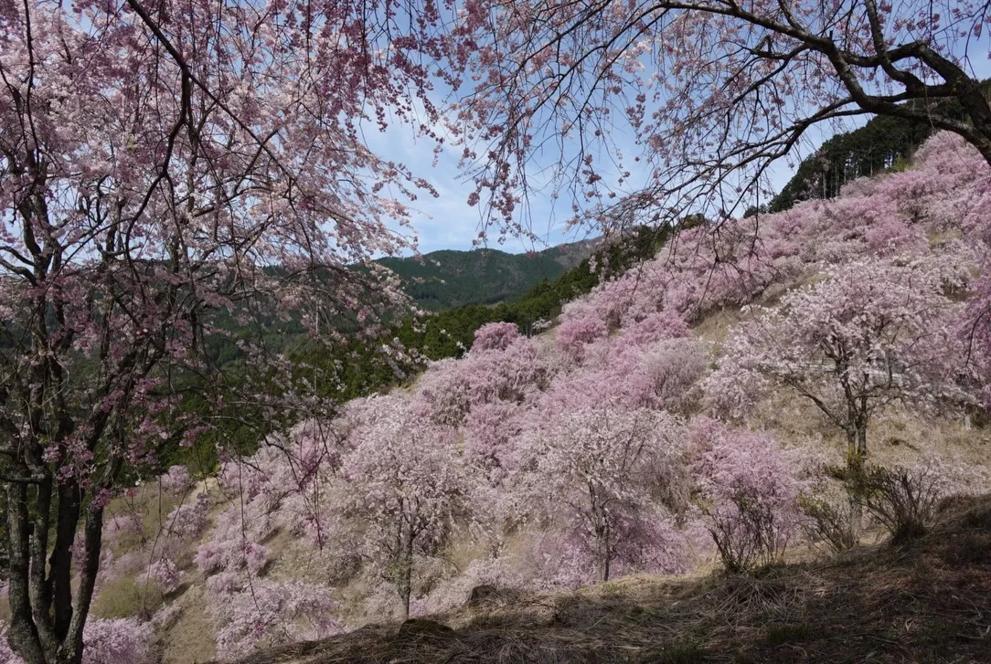 こんにちは(*^^*)寺庄整骨院のスタッフです✨