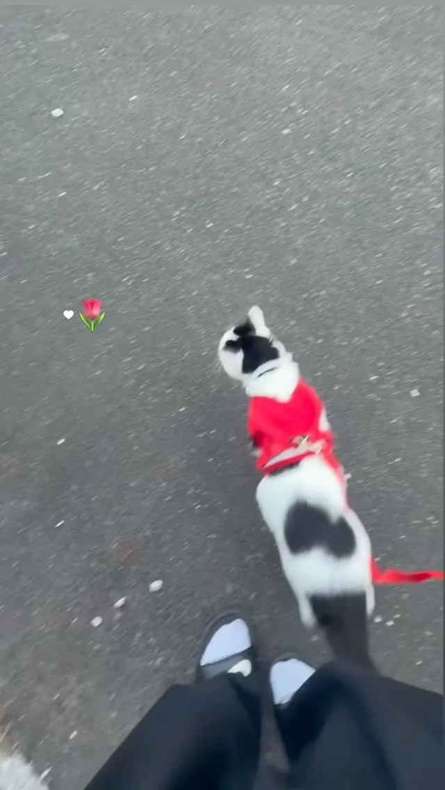ねこちゃん好きのみなさんーー🖐🏻(>_<)